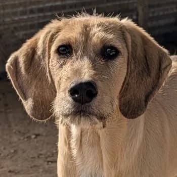 Cumin, male puppy Mixed Breed for adoption at Hundegarten Serres, Euskirchen
