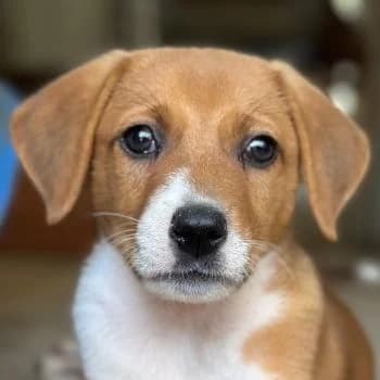 Curry, female puppy Mixed Breed for adoption at Hundegarten Serres, Euskirchen