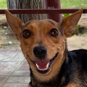 Daiquiri, female young Mixed Breed for adoption at Hundegarten Serres, Euskirchen