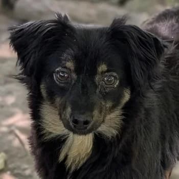 Dama, female puppy Mixed Breed for adoption at Hundegarten Serres, Euskirchen