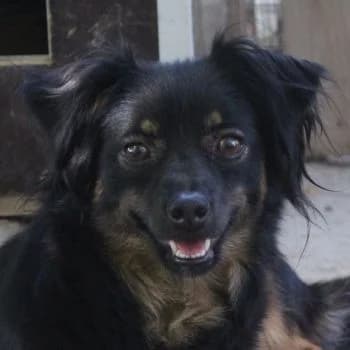 Dama, female young Mixed Breed for adoption at Hundegarten Serres, Euskirchen