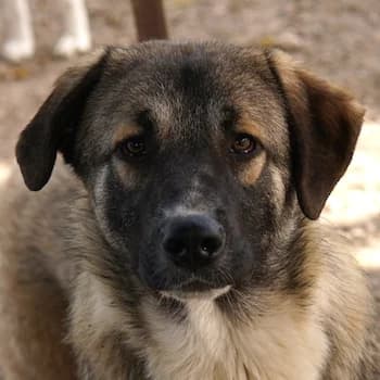 Davio, male 3yo Mixed Breed for adoption at Hundegarten Serres, Euskirchen