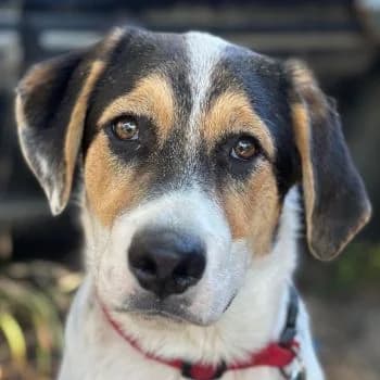 Dex, male puppy Mixed Breed for adoption at Hundegarten Serres, Euskirchen