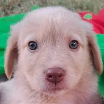Dexter, male puppy Mixed Breed for adoption at Hundegarten Serres, Euskirchen