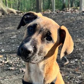 Dickie, female puppy Mixed Breed for adoption at Hundegarten Serres, Euskirchen