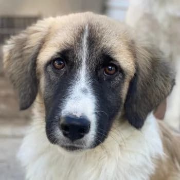 Dinka, female young Mixed Breed for adoption at Hundegarten Serres, Euskirchen