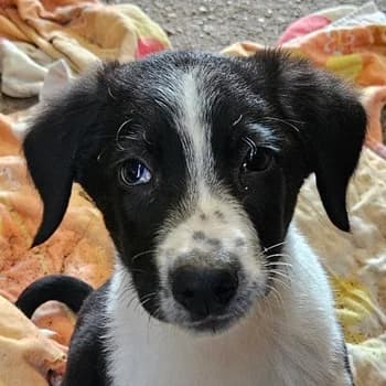 Stitch, male young Mixed Breed for adoption at Hundegarten Serres, Euskirchen