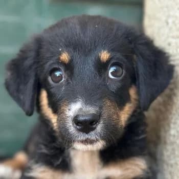 Donut, male puppy Mixed Breed for adoption at Hundegarten Serres, Euskirchen