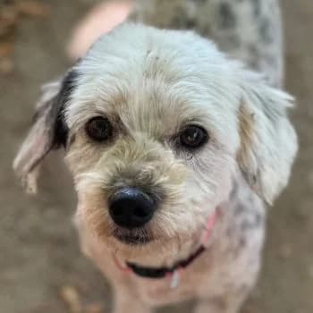 Dora, female 3yo Mixed Breed for adoption at Hundegarten Serres, Euskirchen