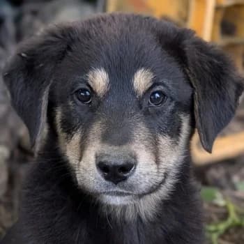 Dzeko, male puppy Mixed Breed for adoption at Hundegarten Serres, Euskirchen
