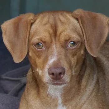 Ed, male 3yo Mixed Breed for adoption at Hundegarten Serres, Euskirchen