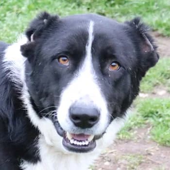 Eddy, male senior Mixed Breed for adoption at Hundegarten Serres, Euskirchen