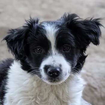 El Chapo, male puppy Mixed Breed for adoption at Hundegarten Serres, Euskirchen
