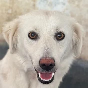 Elara, female young Mixed Breed for adoption at Hundegarten Serres, Euskirchen