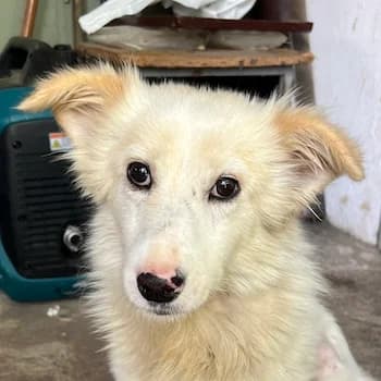 Elfrik, male 3yo Mixed Breed for adoption at Hundegarten Serres, Euskirchen