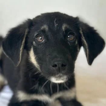 Elina, female puppy Mixed Breed for adoption at Hundegarten Serres, Euskirchen