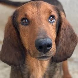 Elio, male young Mixed Breed for adoption at Hundegarten Serres, Euskirchen
