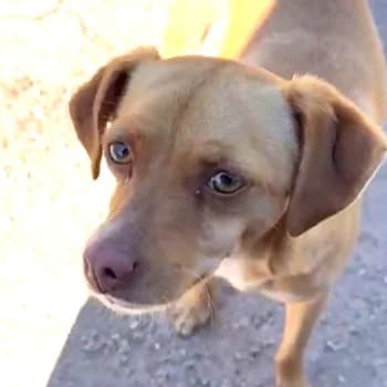 Eloa, female 3yo Mixed Breed for adoption at Hundegarten Serres, Euskirchen