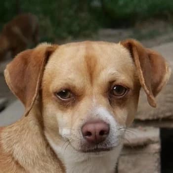 Emir, male 3yo Mixed Breed for adoption at Hundegarten Serres, Euskirchen