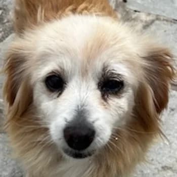 Enelly, female senior Mixed Breed for adoption at Hundegarten Serres, Euskirchen