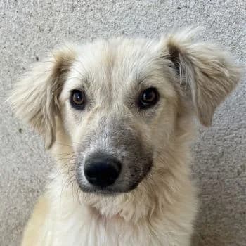 Engel, female puppy Mixed Breed for adoption at Hundegarten Serres, Euskirchen