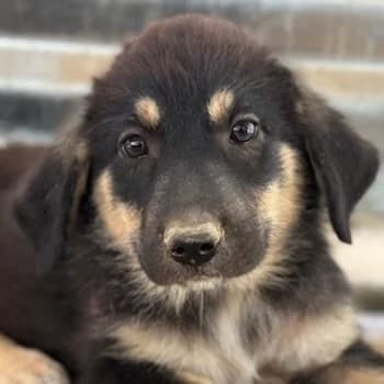 Enya, female puppy Mixed Breed for adoption at Hundegarten Serres, Euskirchen