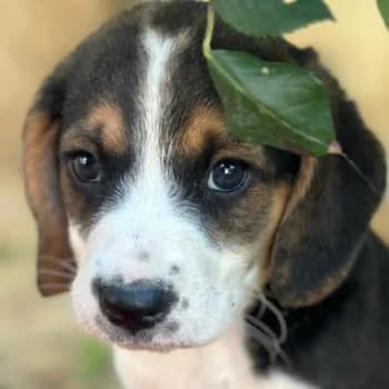 Erika, female puppy Mixed Breed for adoption at Hundegarten Serres, Euskirchen