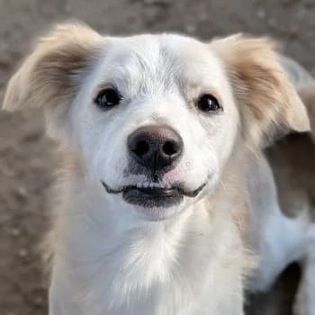 Fabio, male puppy Mixed Breed for adoption at Hundegarten Serres, Euskirchen