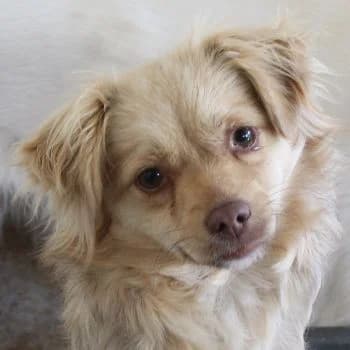 Fay, female young Mixed Breed for adoption at Hundegarten Serres, Euskirchen