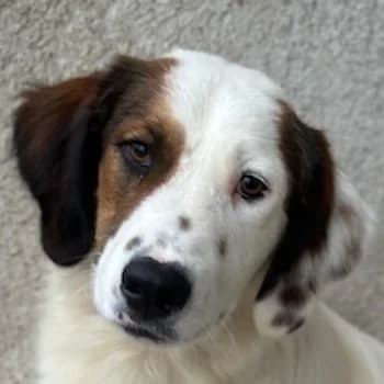 Fidi, male young Mixed Breed for adoption at Hundegarten Serres, Euskirchen