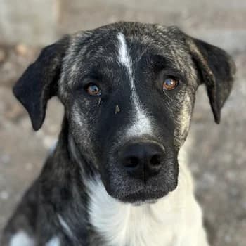 Filino, male young Mixed Breed for adoption at Hundegarten Serres, Euskirchen