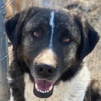 Filino, male 3yo Mixed Breed for adoption at Hundegarten Serres, Euskirchen