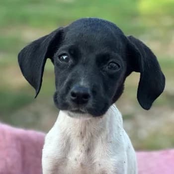 Filli, female puppy Mixed Breed for adoption at Hundegarten Serres, Euskirchen