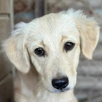 Fina, female puppy Mixed Breed for adoption at Hundegarten Serres, Euskirchen