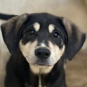 Fiver, female puppy Mixed Breed for adoption at Hundegarten Serres, Euskirchen