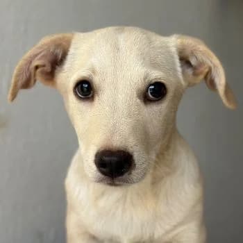 Flens, male puppy Mixed Breed for adoption at Hundegarten Serres, Euskirchen