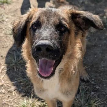 Flint, male young Mixed Breed for adoption at Hundegarten Serres, Euskirchen