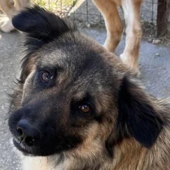 Flint, male young Mixed Breed for adoption at Hundegarten Serres, Euskirchen