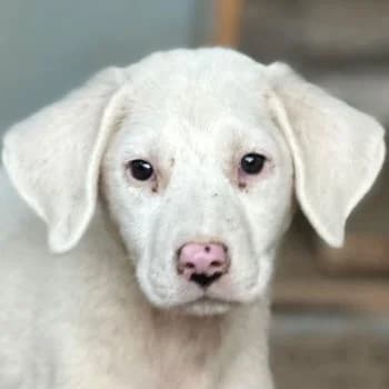 Flocke, female puppy Mixed Breed for adoption at Hundegarten Serres, Euskirchen