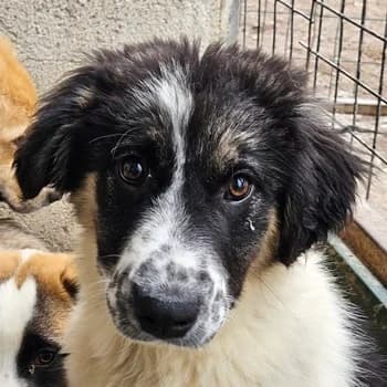 Floria, female young Mixed Breed for adoption at Hundegarten Serres, Euskirchen
