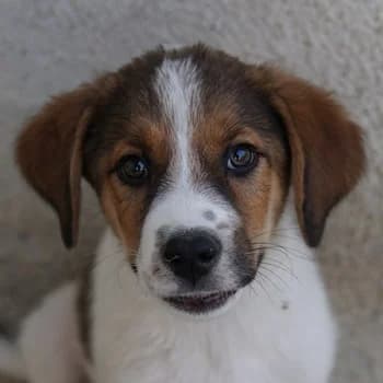 Florin, male young Mixed Breed for adoption at Hundegarten Serres, Euskirchen