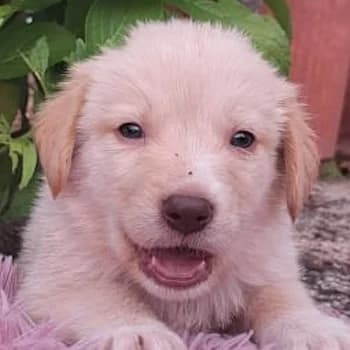 Fluffy, male puppy Mixed Breed for adoption at Hundegarten Serres, Euskirchen