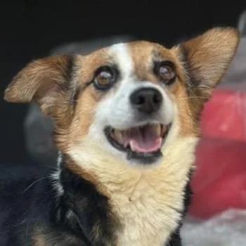 Foxy, female young Mixed Breed for adoption at Hundegarten Serres, Euskirchen