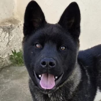 Franzi, female puppy Mixed Breed for adoption at Hundegarten Serres, Euskirchen