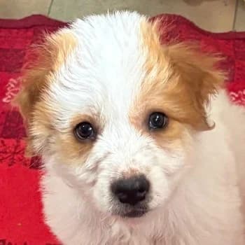 Freddo, male puppy Mixed Breed for adoption at Hundegarten Serres, Euskirchen
