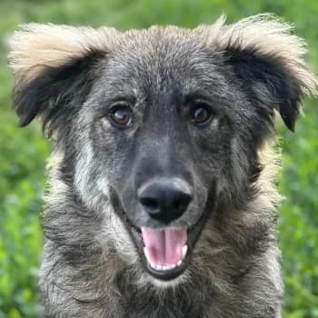 Freddy, male puppy Mixed Breed for adoption at Hundegarten Serres, Euskirchen