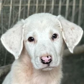 Frosty, female puppy Mixed Breed for adoption at Hundegarten Serres, Euskirchen