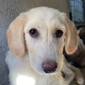 Garetto, male young Mixed Breed for adoption at Hundegarten Serres, Euskirchen