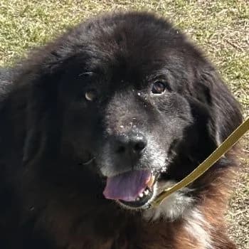 Garmu, male 6yo Mixed Breed for adoption at Hundegarten Serres, Euskirchen