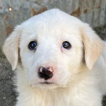 Gertrud, female puppy Mixed Breed for adoption at Hundegarten Serres, Euskirchen